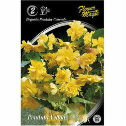 sipolpukes-begonijas-svyrancios-yellow-99g