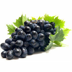 vinogas-tumsas-sveramas